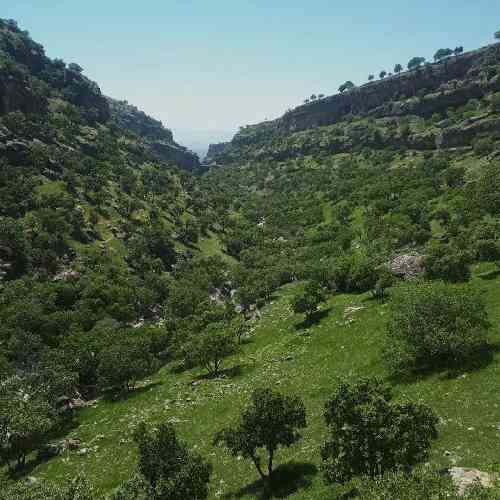 سروش کامیاب یار جومه زردوم رنگم پریده